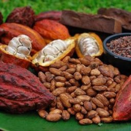 Chocolate Making Program in Hawai'i