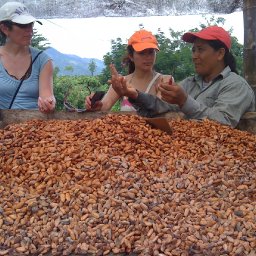 The Origin of Chocolate and Celebration of Indigenous Culture in Ecuador: Jan 7 - 17th 2011