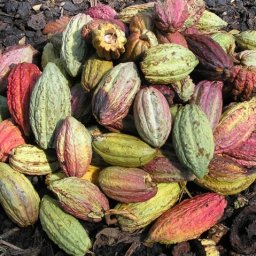 Hawaiian Chocolate Tasting Flights