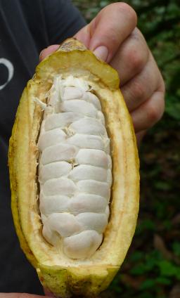 Mindo Chocolate Makers Chocolate Making: From tree to Bar