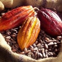 Quality cocoa beans for sale