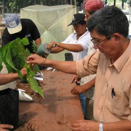 Frontiers in Science and Technology for Cacao Quality, Productivity and Sustainability