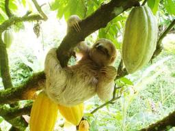 Screening, "Bean to Bar, a film about artisan chocolate"