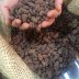 Beans