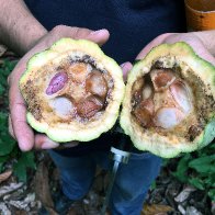 Pod infected with Monilia