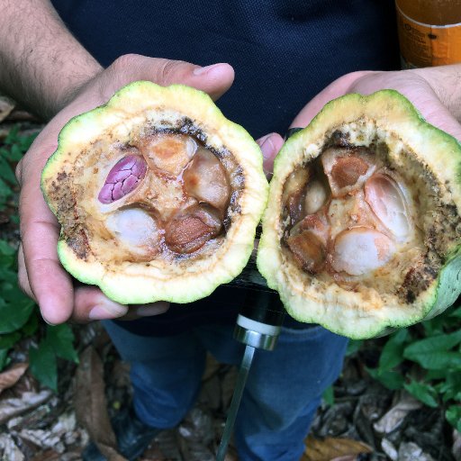 Pod infected with Monilia