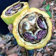 Pod infected with Monilia