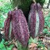 Lagartos - Finca La Malinche