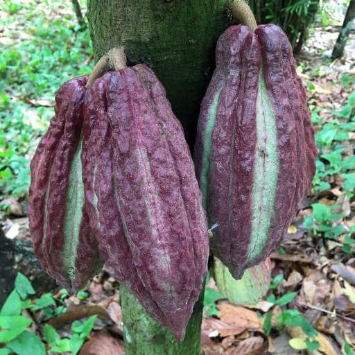 Lagartos - Finca La Malinche