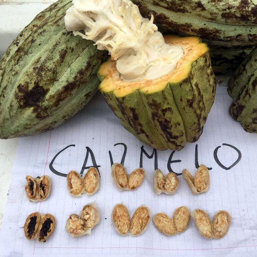 Carmelo - Pods and seeds