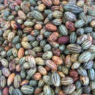 Pile of Pods - Finca Esperanza