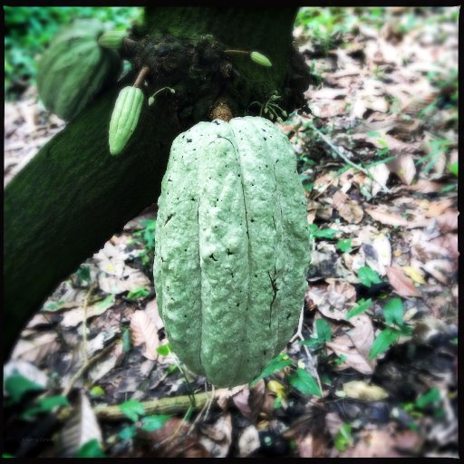 Carmelo pod on Rancho La Joya (shot with Hipstamatic)