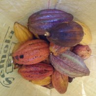 cacao1