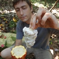 cacao7