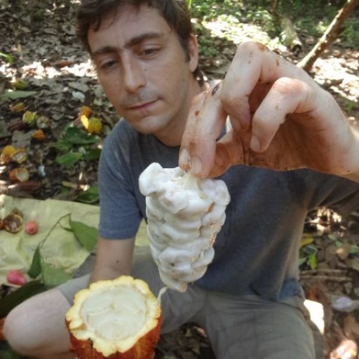 cacao7