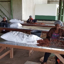 LAd5V-cocoa-sorting-by-grades.jpg