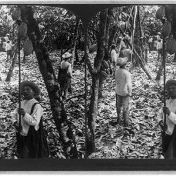 Stereograph of Harvesting Cacao in Ecuador