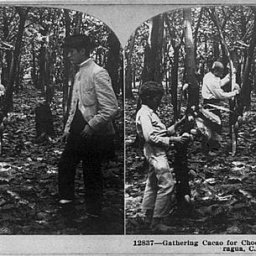 Stereograph Harvesting Cacao in Nicaragua (1902)