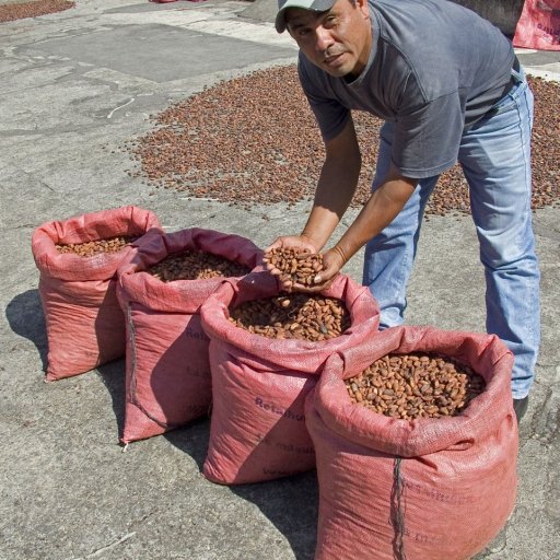 dry cacao