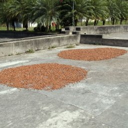 drying cacao