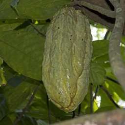 huge pod