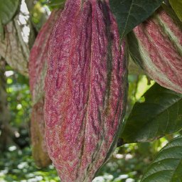 magenta pods
