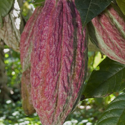 magenta pods