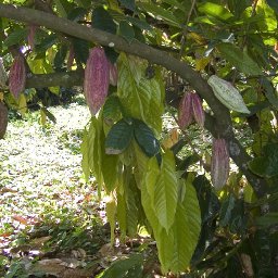 many pods