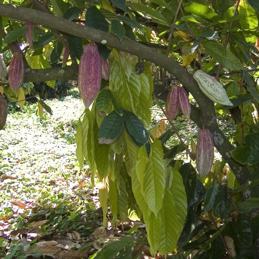 many pods