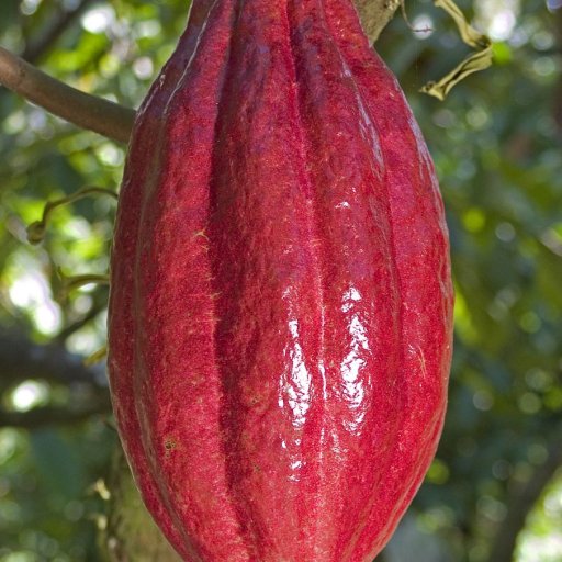 red pod