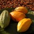 wild cacao pots 2