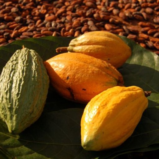 wild cacao pots 2