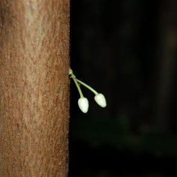 delicate