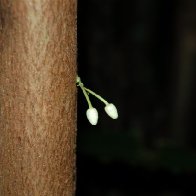delicate