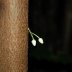 delicate