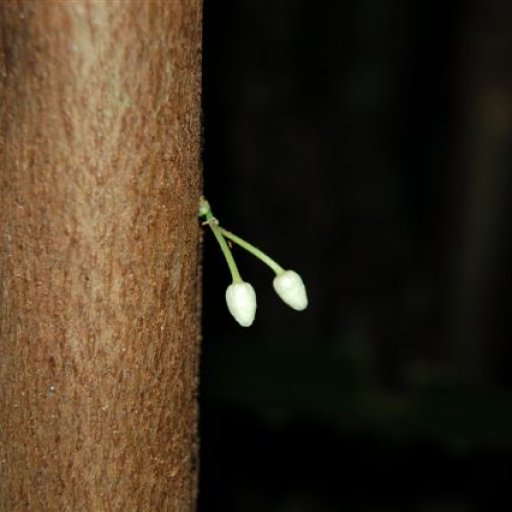 delicate