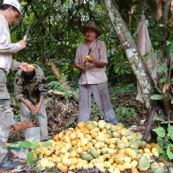 cacao "hunters"