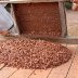 fermented beans