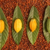 wild cacao pots