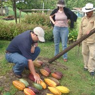 Different Varieties of Cacao