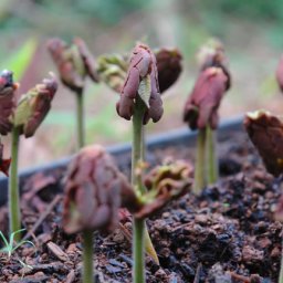 forestero cotyledon jpg