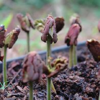 forestero cotyledon 