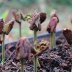 forestero cotyledon 