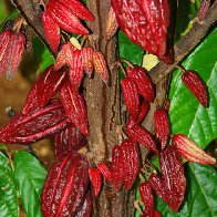 little pods 
