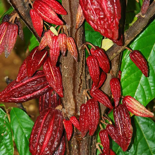 little pods 