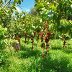 orchard 