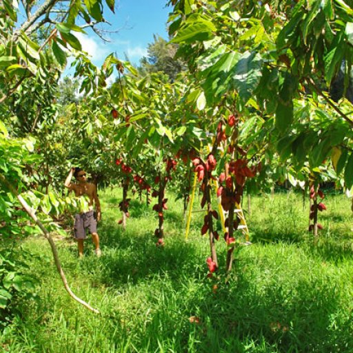 orchard 