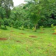 planting jpg