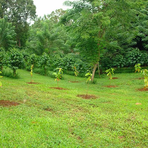 planting 