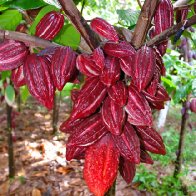 unripe criollo jpg